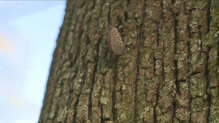 Researchers monitoring Spotted Lanternfly sightings in WNY