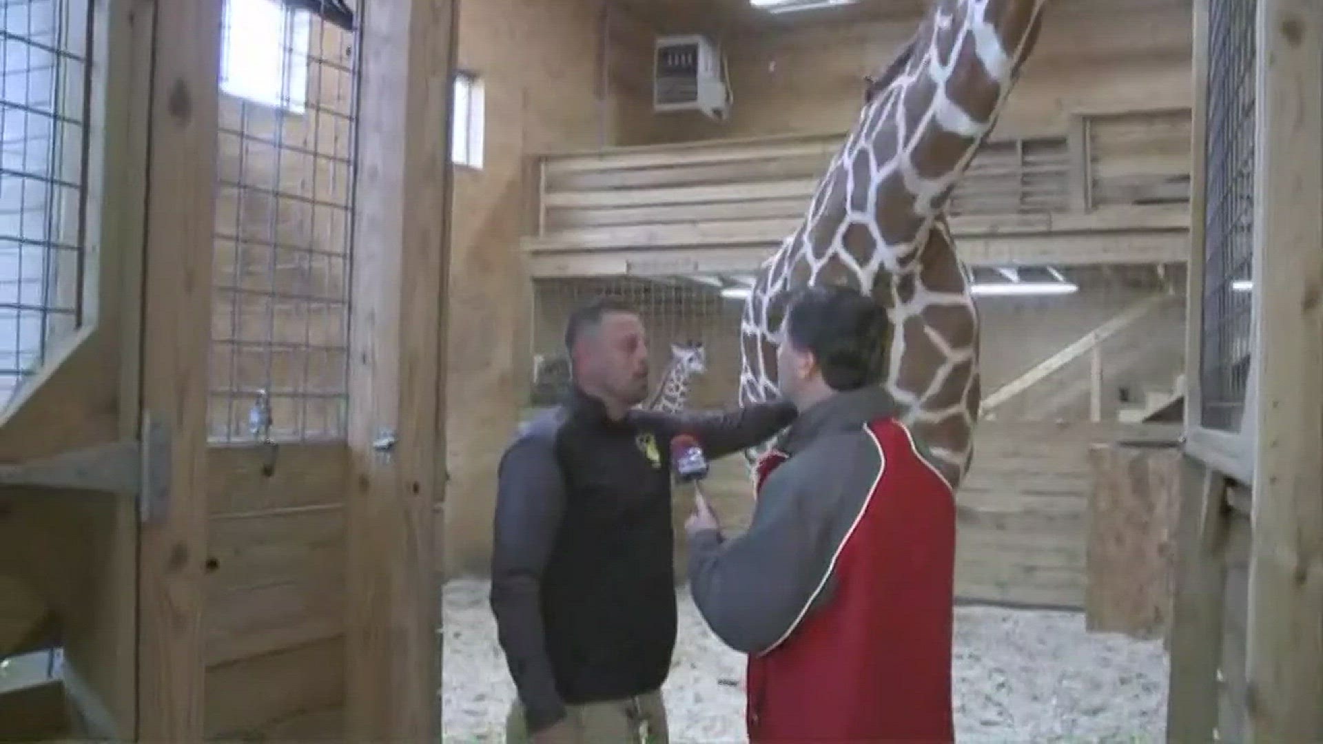 Daybreak's Kevin O'Neill traveled to Animal Adventure Park in Harpursville, NY, just 15 minutes outside of Binghamton, to visit April the Giraffe and her baby Tajiri.