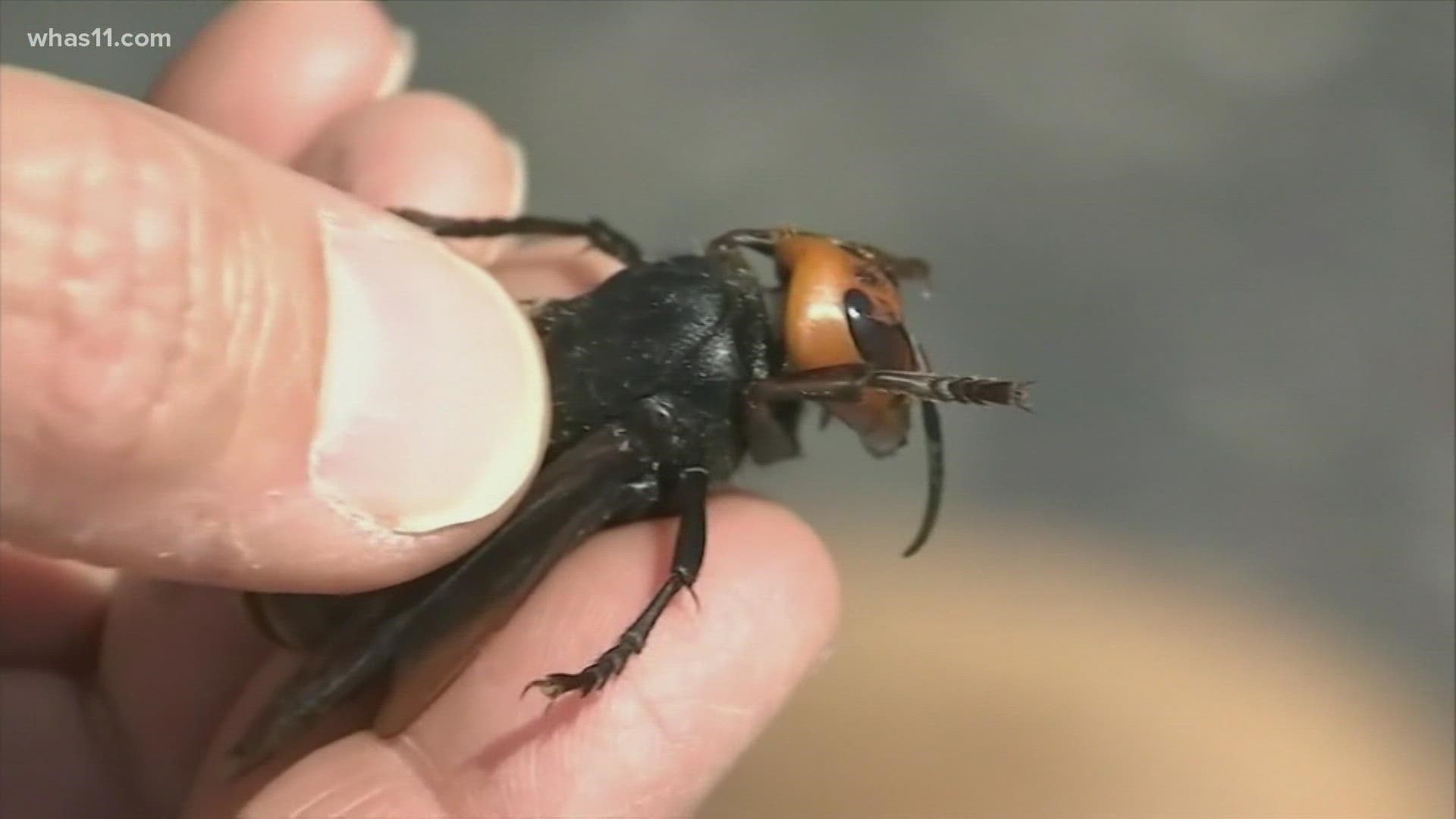 Officials in Washington State said they've destroyed the first detected Murder Hornets nest, killing 1,500 inside a rotten tree.