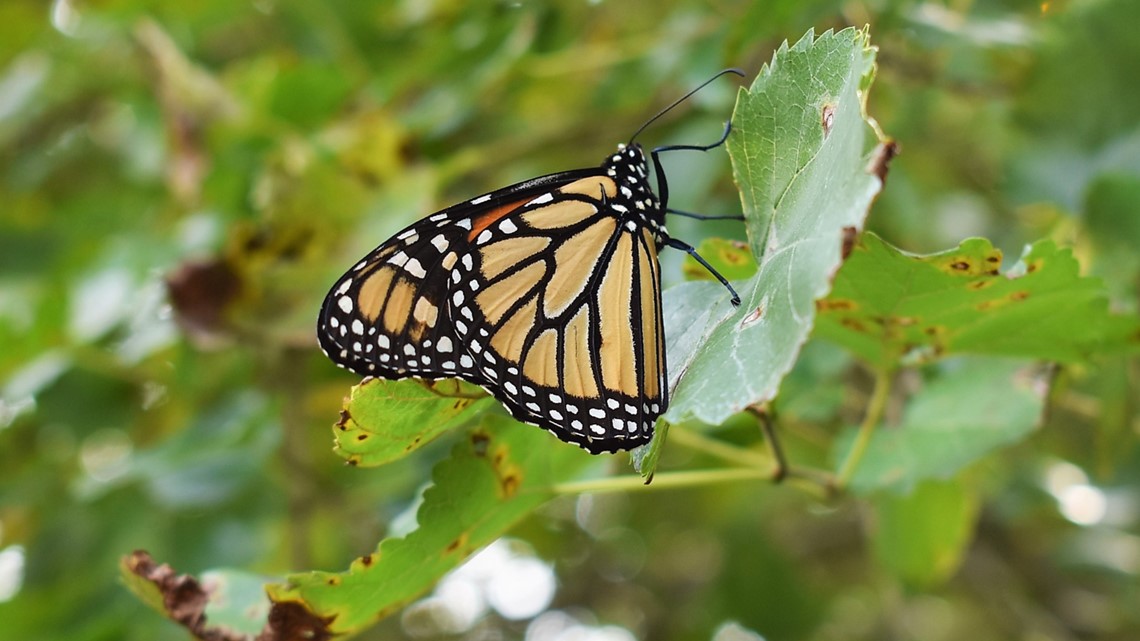 Monarch butterflies make stop in Austin during migration back South