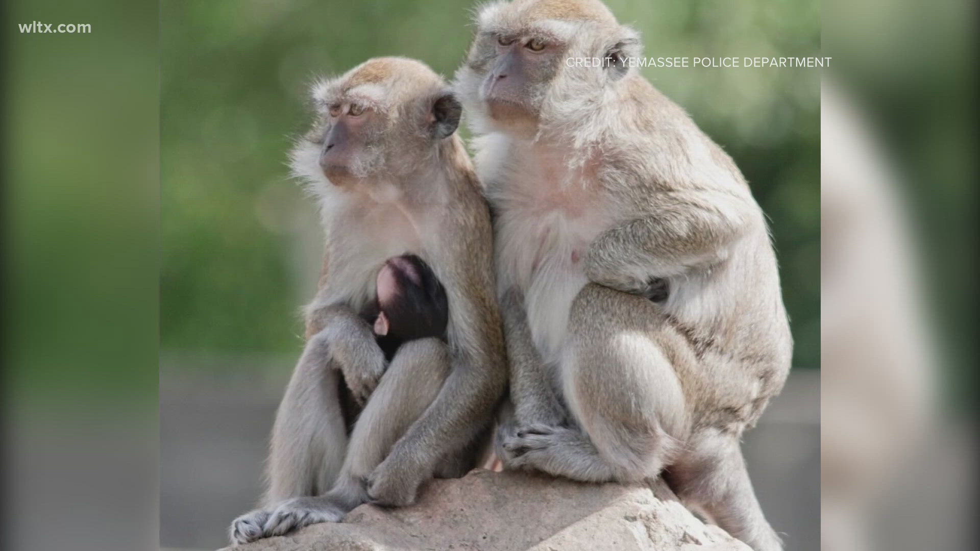 The monkeys escaped a medical lab roughly 60 miles from Charleston. 