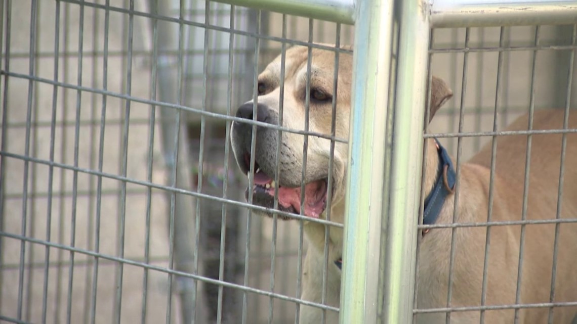 New Braunfels Humane Society says it had to euthanize 36 animals | kvue.com