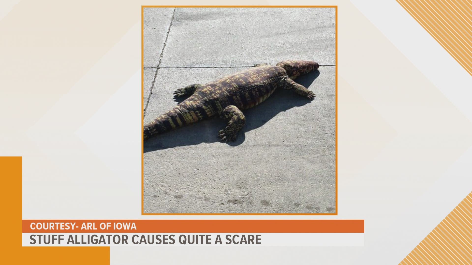 Monday, the Animal Rescue League of Iowa shared the unique experience after residents of an apartment complex reported an alligator in the parking lot.