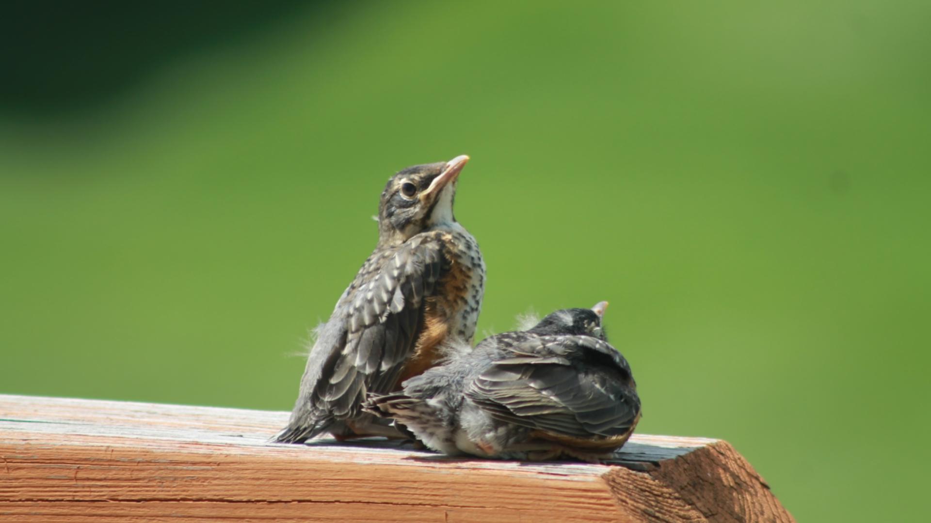 Migration season for birds is in its peak right now, with a billion birds set to fly through Texas.