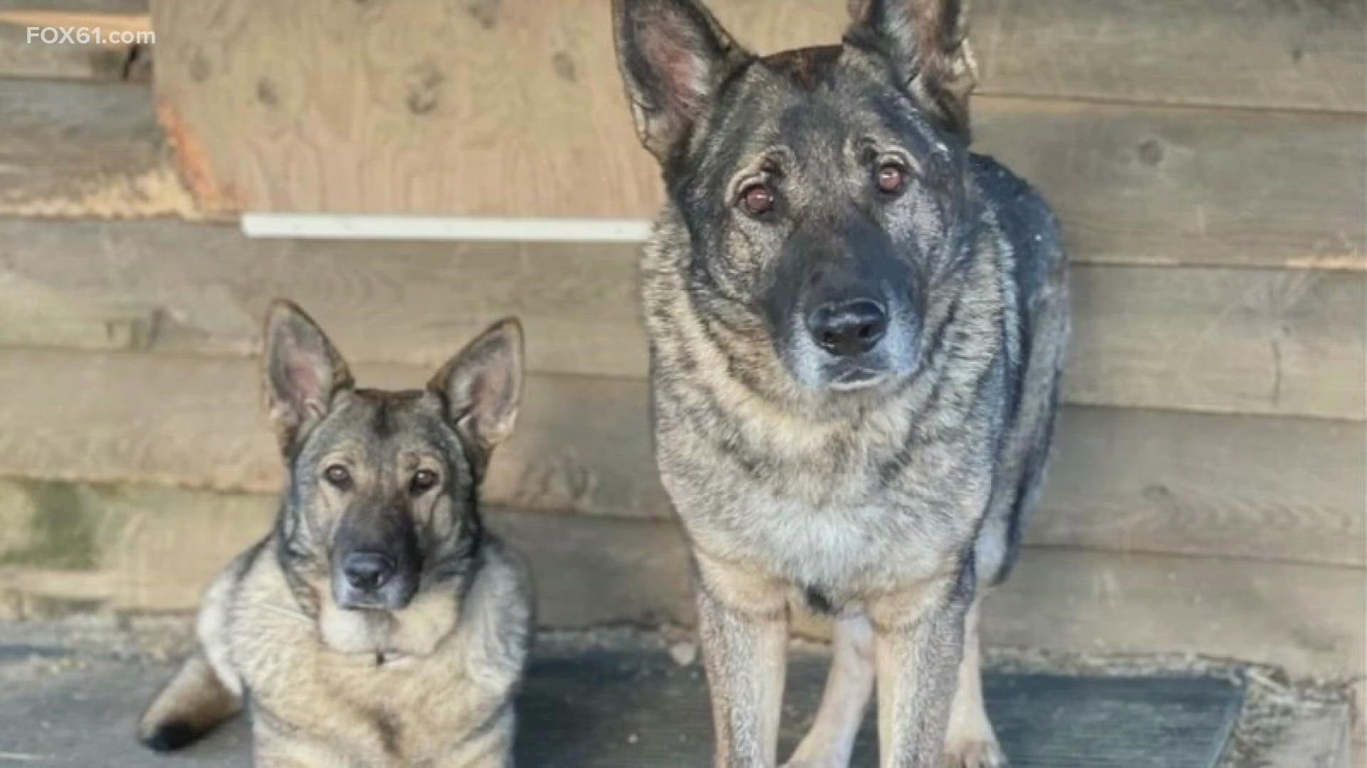 Hunter in Conn. accused of killing dogs appears in court | kvue.com
