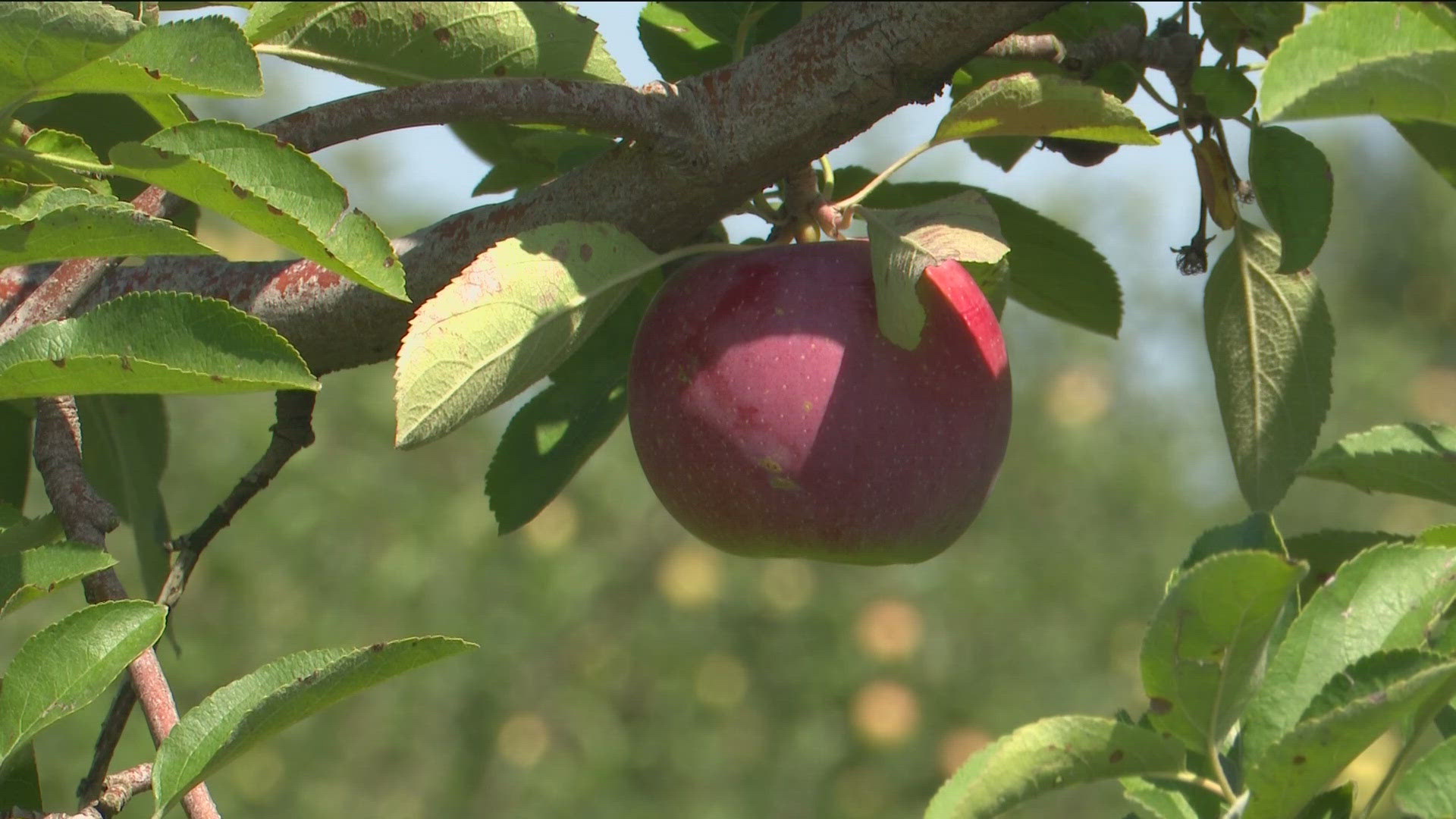 Apple-picking season is in full swing, but our changing climate is putting apples at risk.