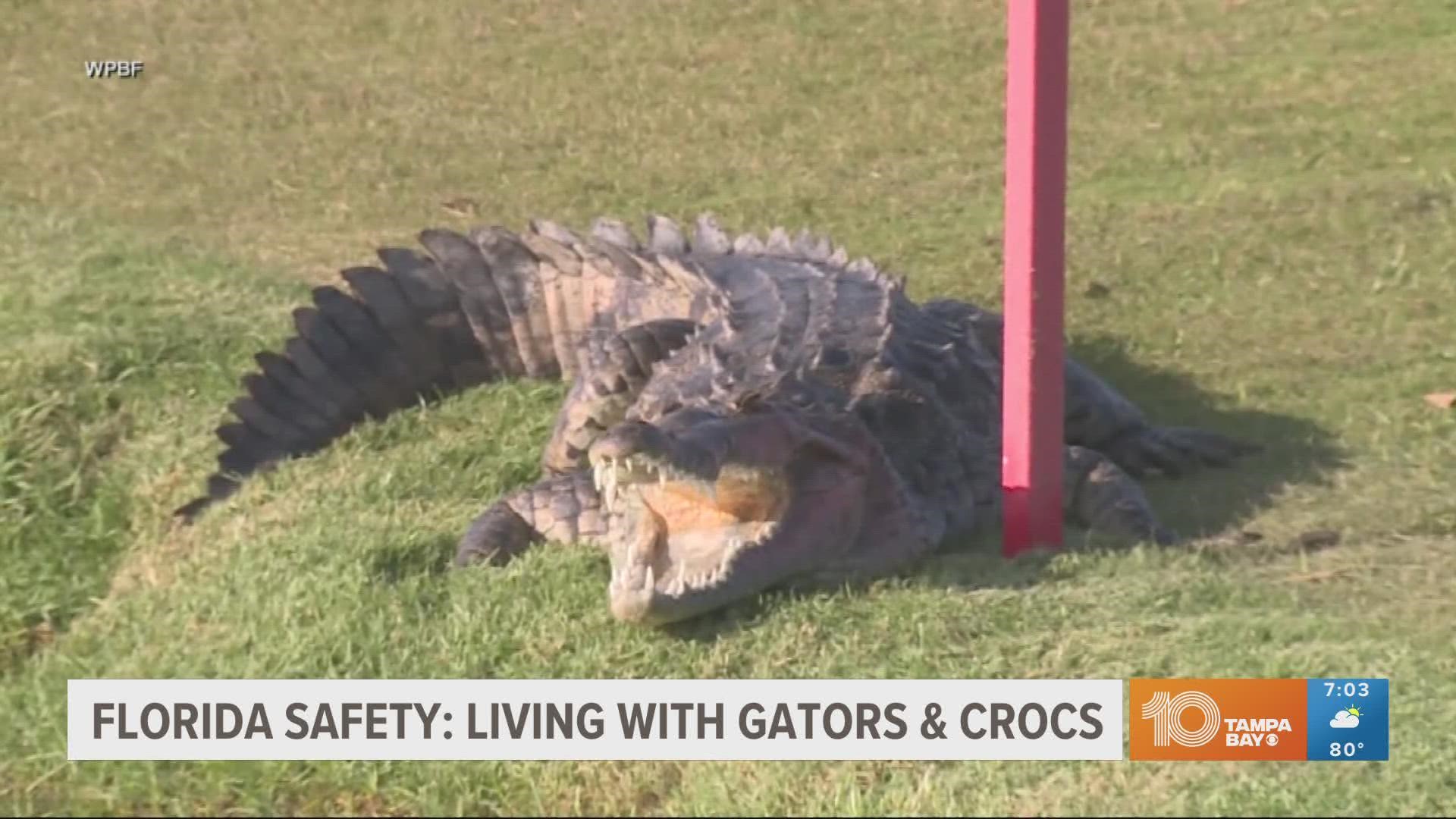Over 1.2 million alligators and 15 hundred crocodiles call the sunshine state home.