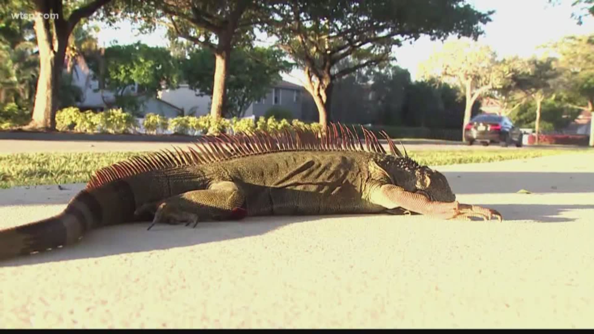 Florida might not have falling snow, but it does have falling iguanas.