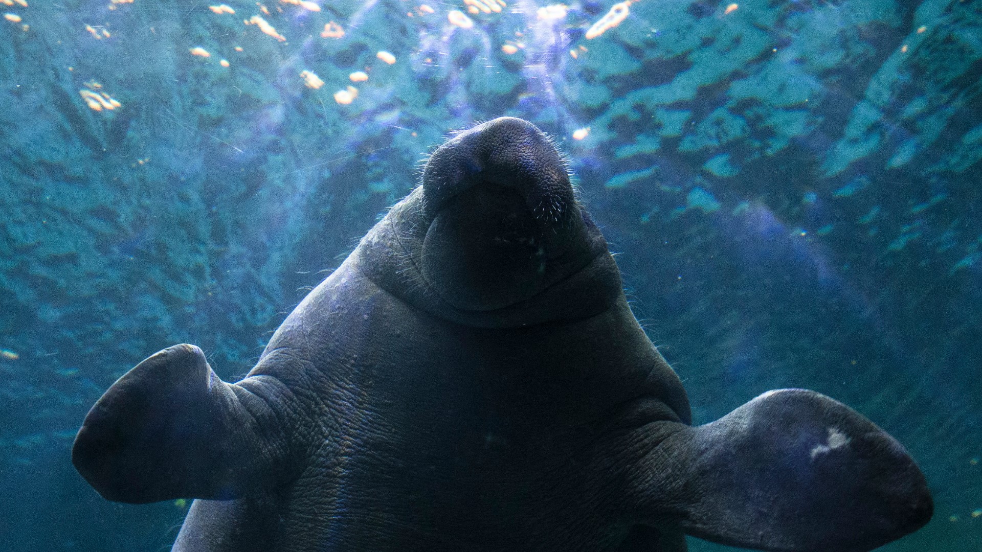 Florida has seen its beloved manatees die at record numbers early into 2021. But, the sea cows have been no stranger to adversity in the past.