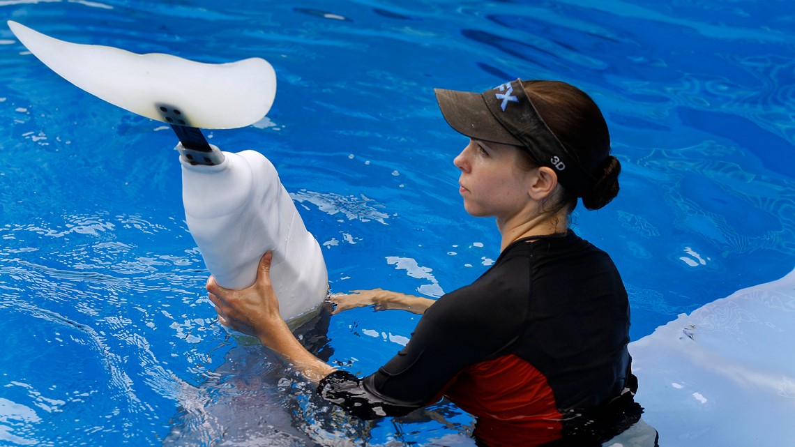 Download Winter from Dolphin Tale movie meets fisherman who rescued her | kvue.com