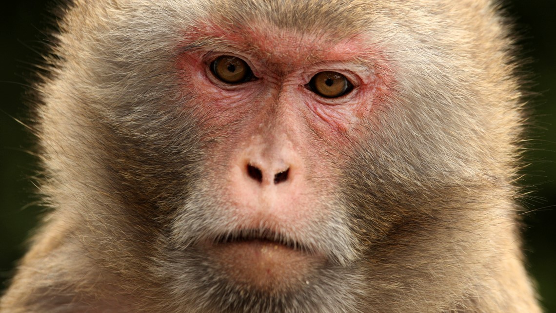 Neuralink accused of performing illegal experiments on monkeys | kvue.com