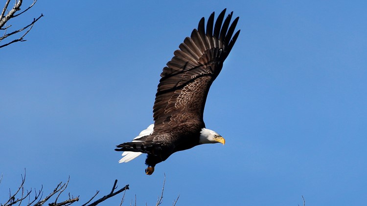 Bald eagle with lead poisoning found on Oar Island, Maine 