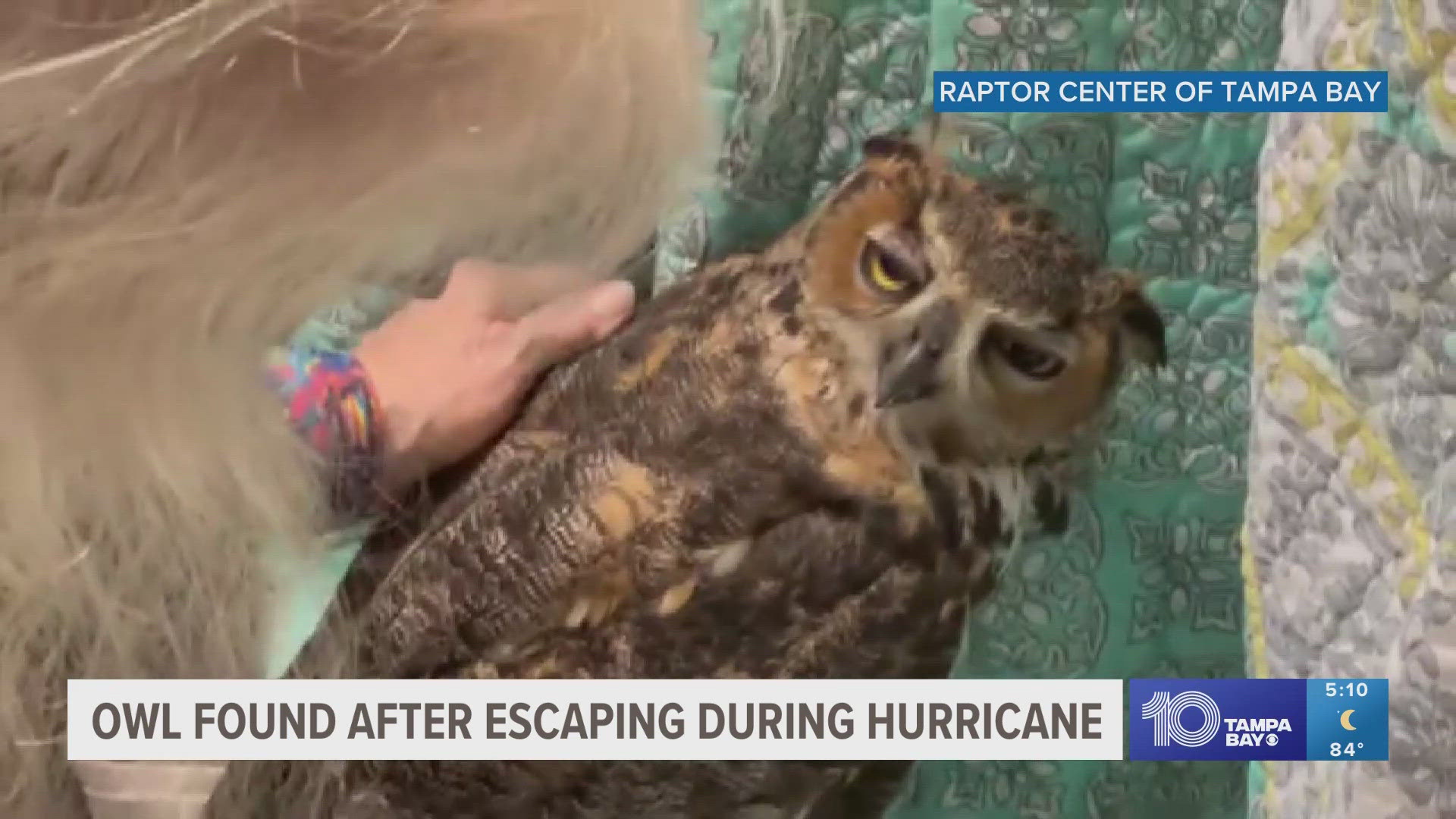 Charlie the owl was found by a homeowner in Brandon after he escaped his enclosure during Debby.