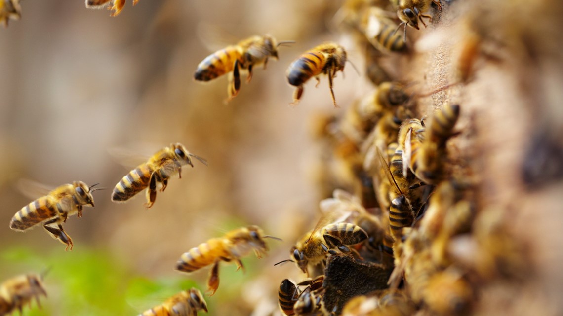 Portion of Lockhart City Park closed Friday due to 'aggressive bee activity'
