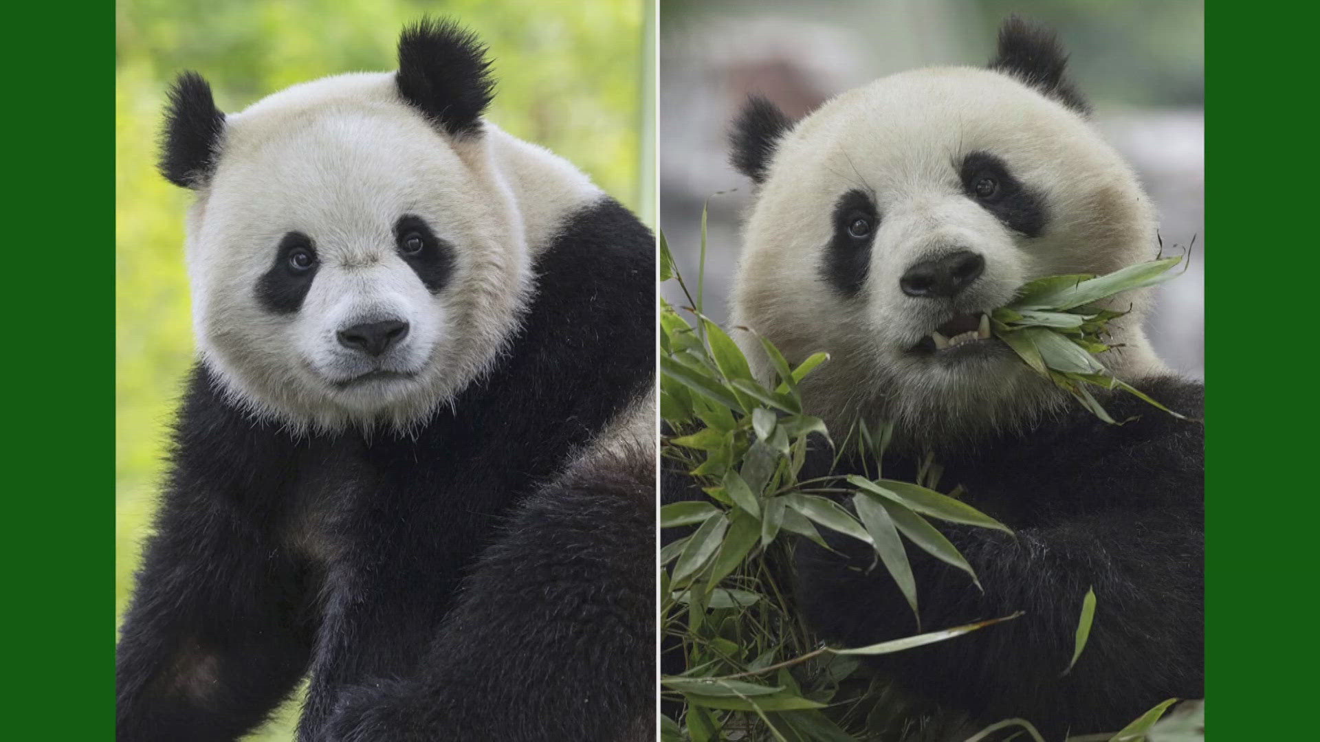 Two new pandas arrived in the U.S. Tuesday morning.