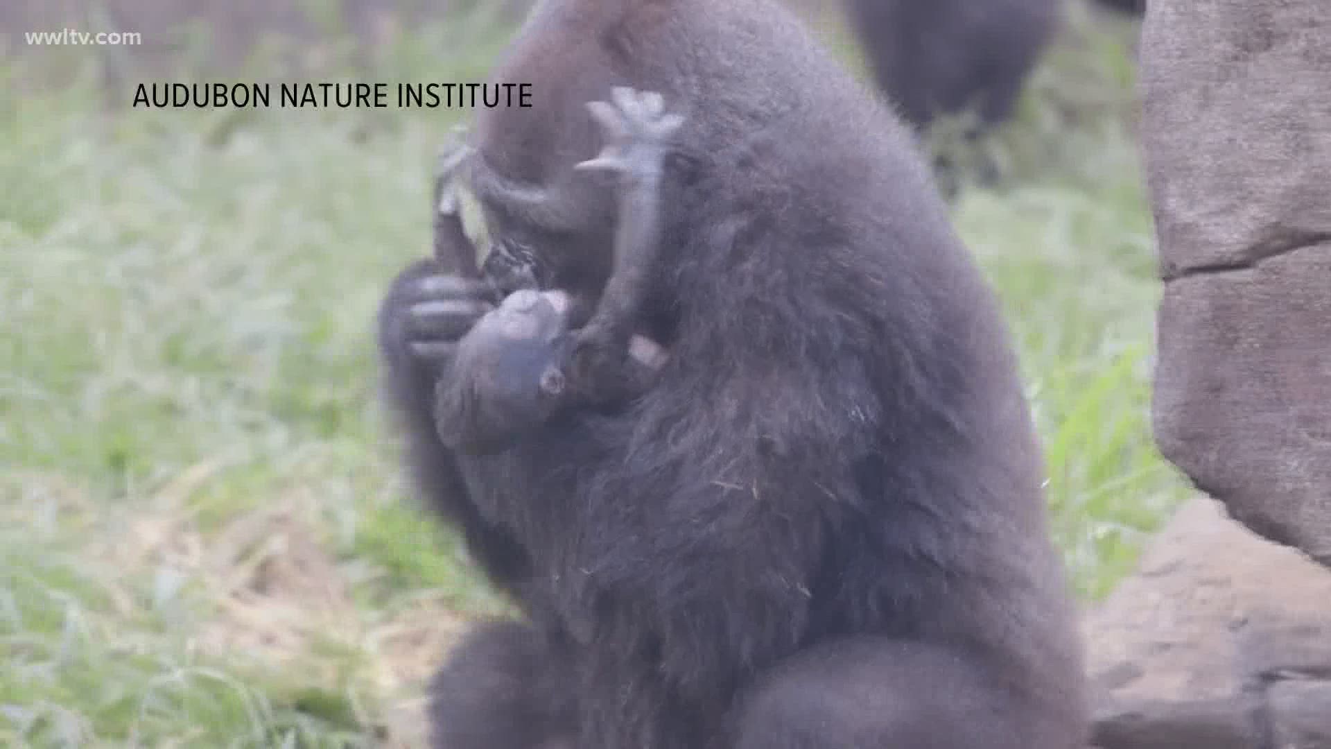 On September 4th, 13-year-old Gorilla Tumani gave birth to her baby. This was the first gorilla birth Audubon Zoo has had in 24 years.