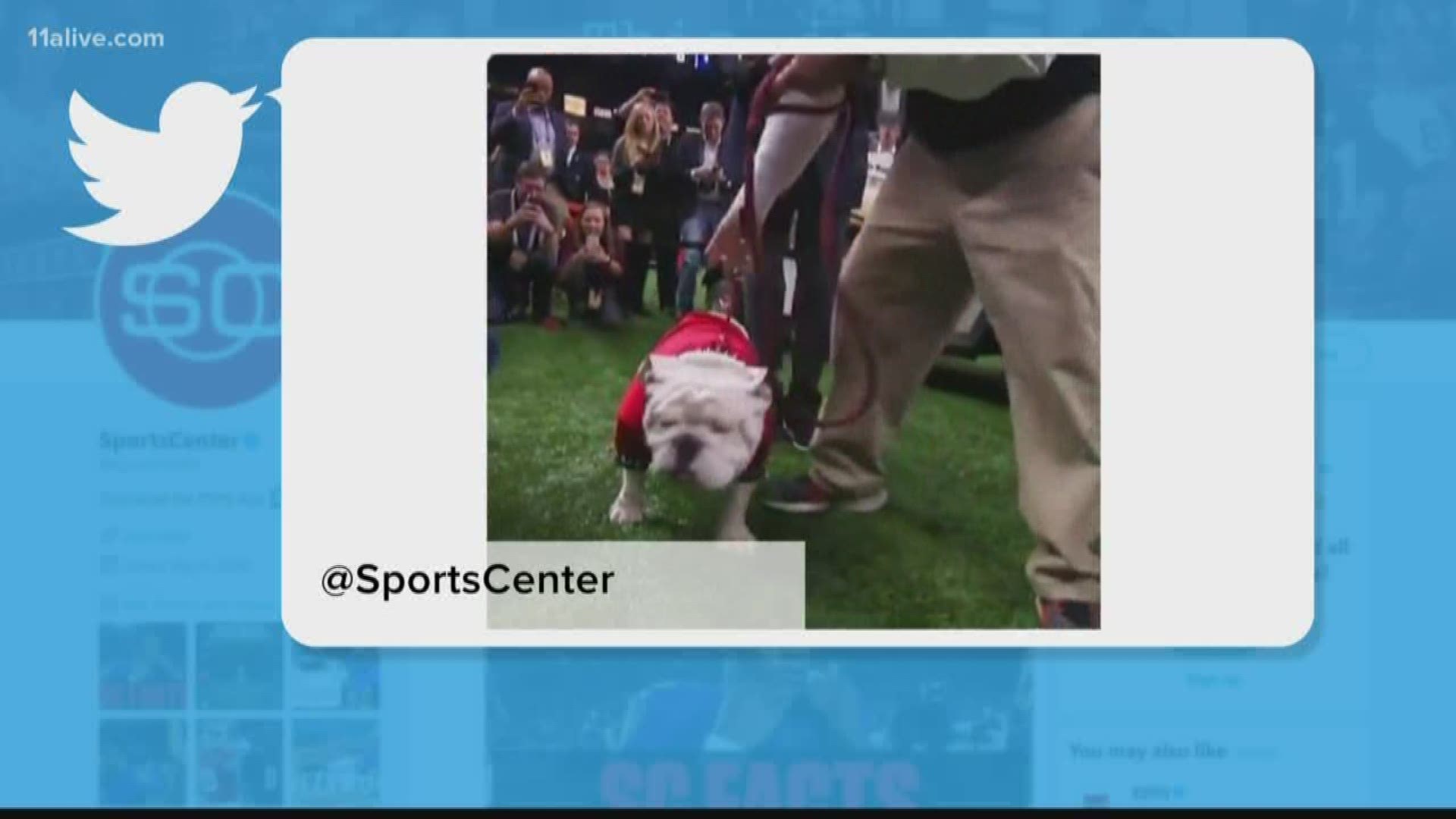 The animal activist group took a clip from Saturday's game of Uga sitting in his doghouse and said he looked miserable.