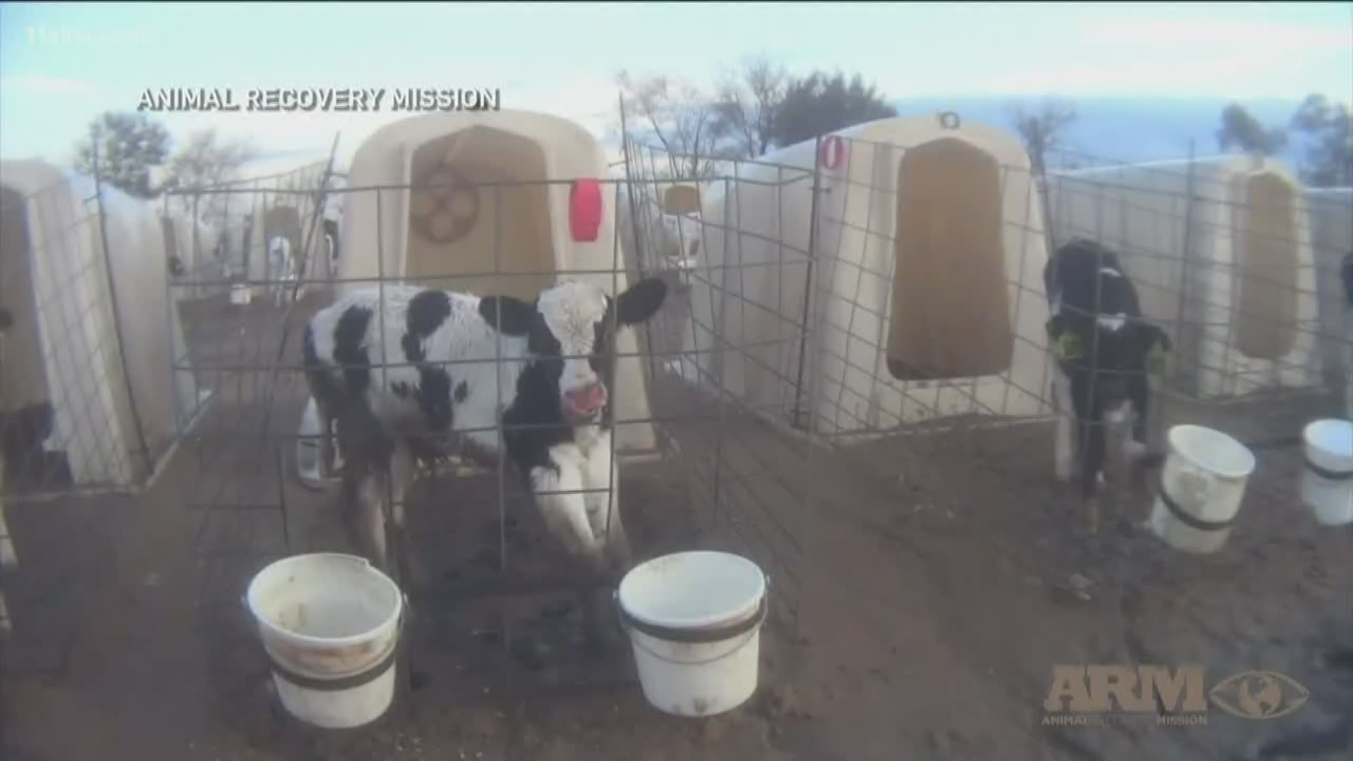 People are asking major companies like Coca Cola to cut ties with the farm.