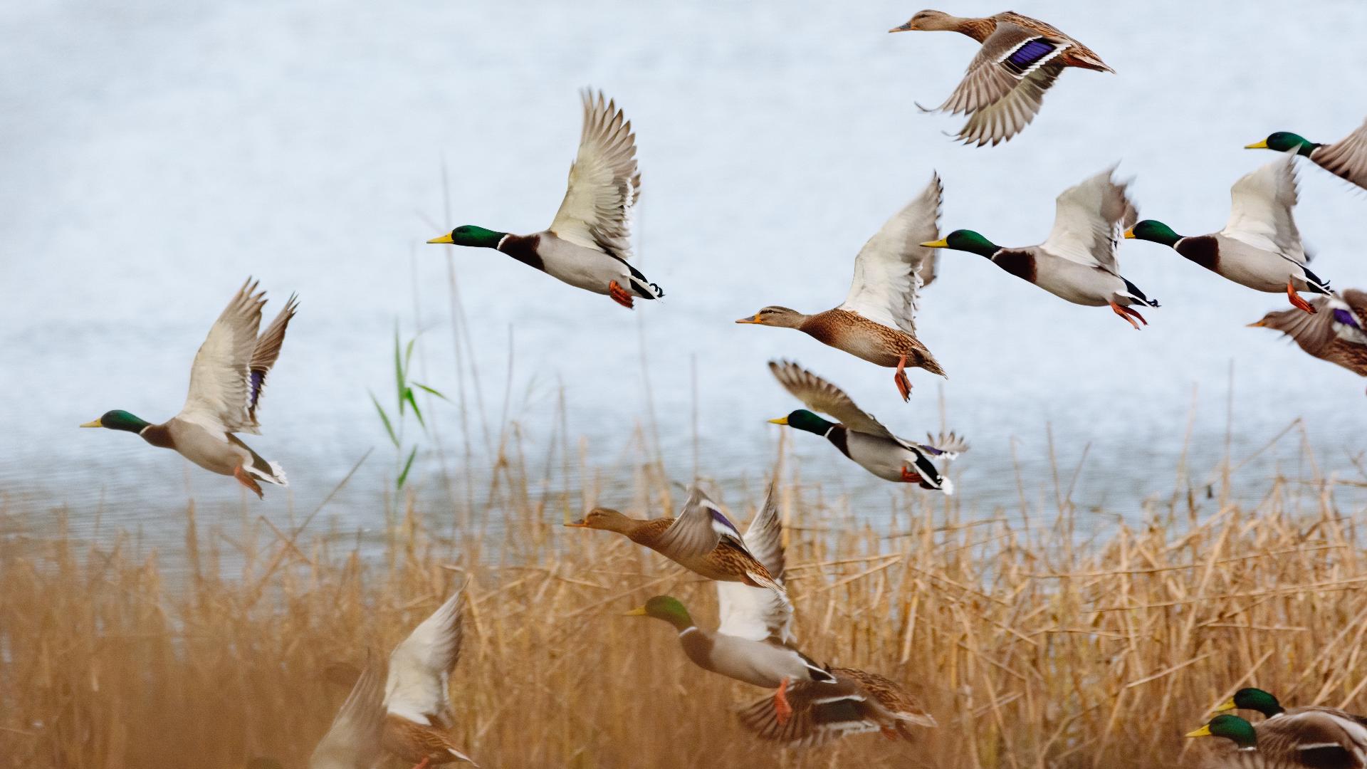 Ducks may migrate elsewhere if habitat conditions don't improve before or during the upcoming waterfowl season.