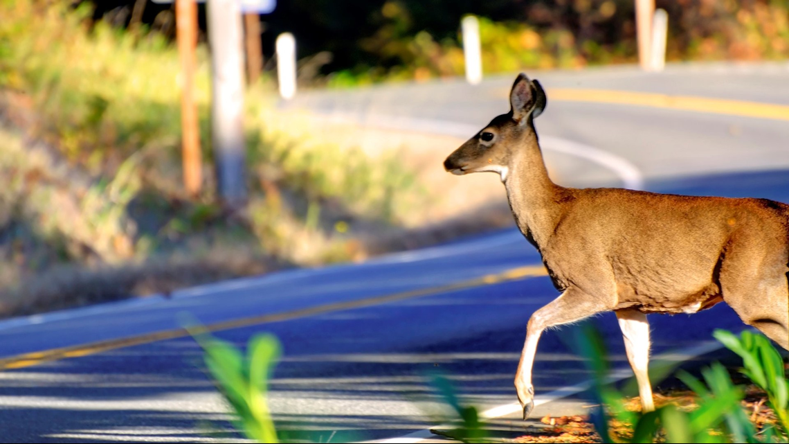 Study Permanent daylight saving time would reduce deerrelated crashes