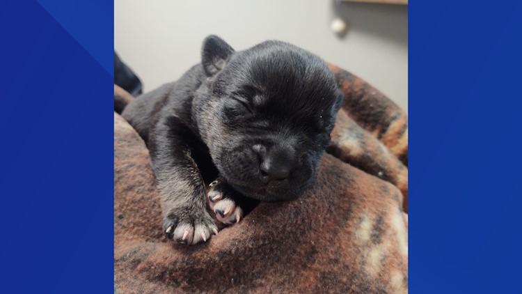 Newborn puppy survives being born in freezing cold thanks to a kind family